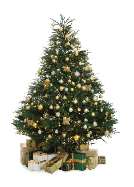 The Arbor Vitae Fir Tree (4ft To 20ft) 14 The Arbor Vitae Fir Tree (4ft To 20ft) - Image 14